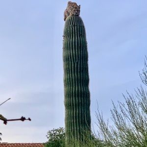 Meet your Posher, Charles